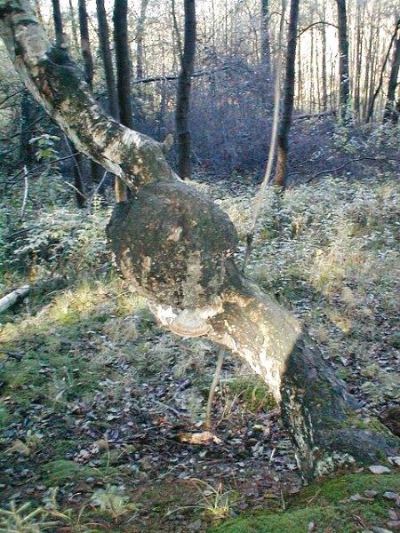 Bza "s uzlem" v lese u pehrady