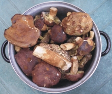 Pseka - houby rostou