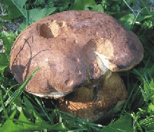 Pseka - houby rostou